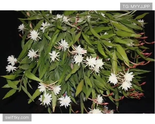 沃特金斯的爆发是昙花一现还是持续性提升? 沃特金斯的爆发是昙花一现还是持续性提升?